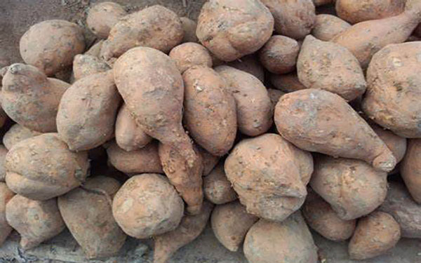 紅薯渣干燥機 提高紅薯渣干燥機熱風量需要注意哪些事項